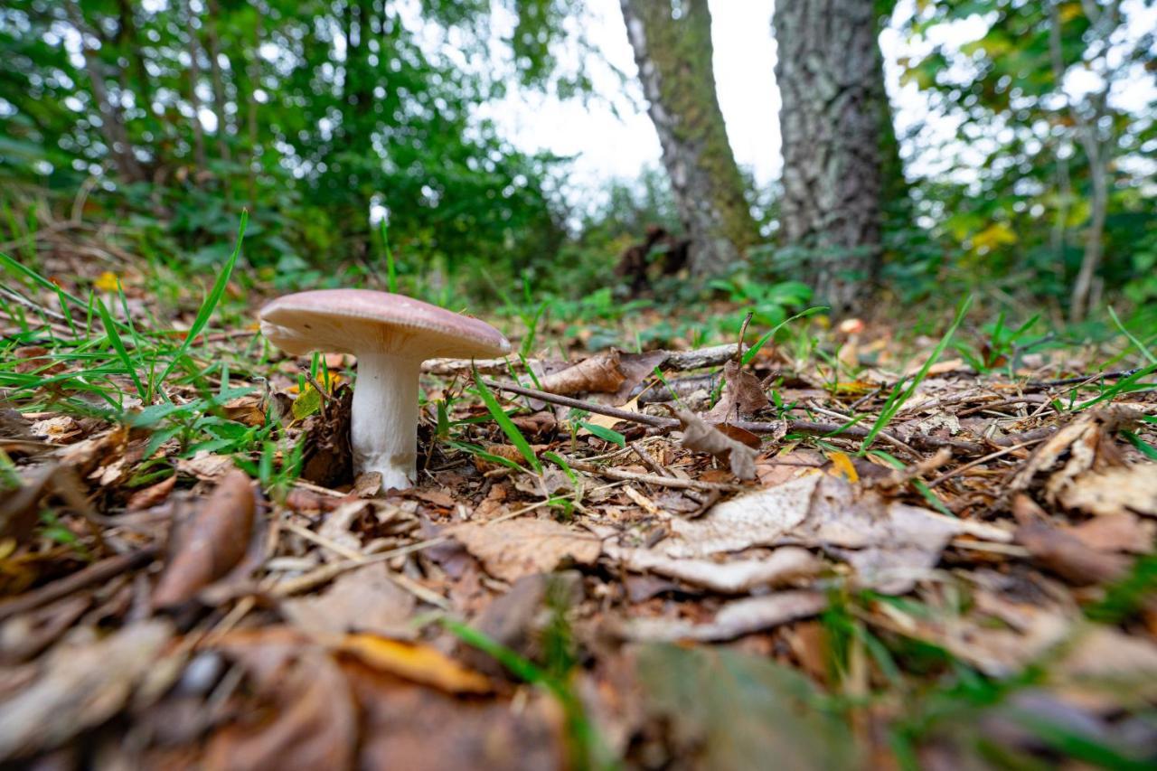 Au Ptit Bois Charmant La-Roche-en-Ardenne Kültér fotó